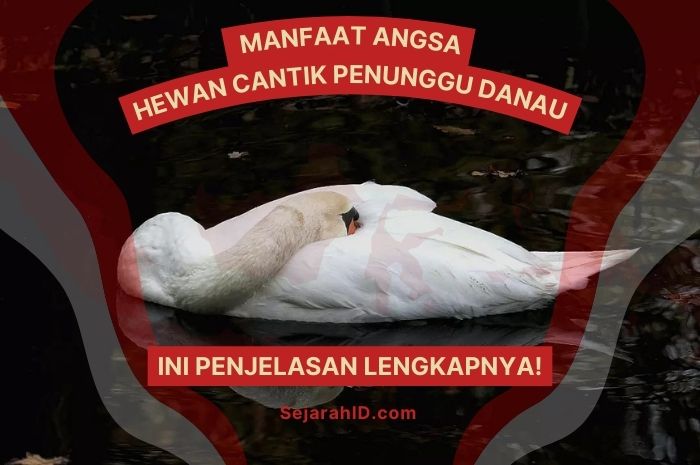 Manfaat Angsa: Hewan Cantik Penunggu Danau di Indonesia