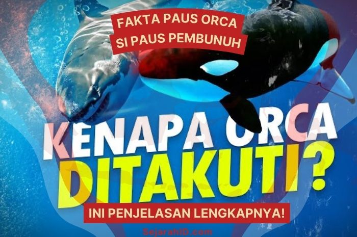 6 Fakta Orca, Si Paus Pembunuh