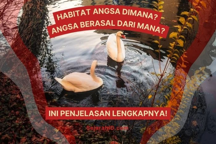 Habitat Angsa Dimana? Ini Penjelasan Lengkapnya!