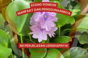 Manfaat dan Penggunaan Eceng Gondok untuk Kehidupan Sehari-hari