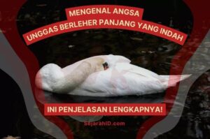 Mengenal Angsa: Unggas Berleher Panjang yang Cantik