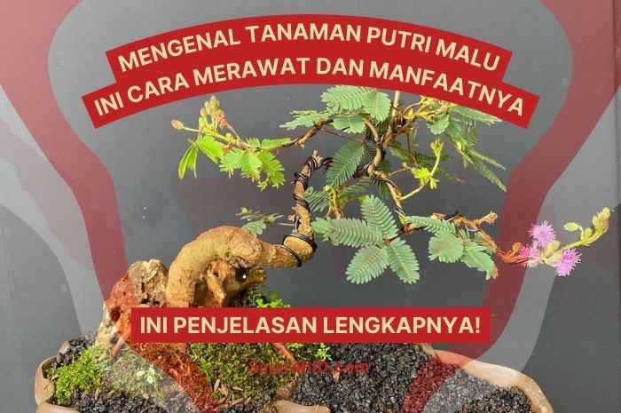 Mengenal Tanaman Putri Malu, Ini Cara Merawat dan Manfaatnya!