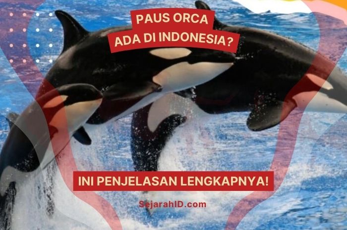 Apakah Paus Orca Ada di Indonesia? Ini Penjelasan Lengkapnya!